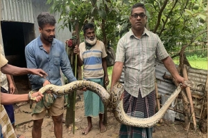 শ্রীমঙ্গলে গোয়ালঘর থেকে ২০ কেজি ওজনের অজগর উদ্ধার