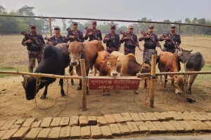 সুনামগঞ্জে ভারতীয় গরুর চালান জব্দ 