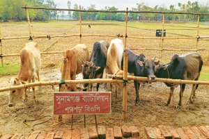 সুনামগঞ্জে ৬ লাখ টাকার ভারতীয় গরু জব্দ 