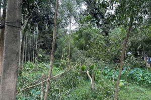 কুলাউড়ায় রাতের আঁধারে ২০০ গাছ কেটে ফেলার অভিযোগ, থানায় ৪ জনের বিরুদ্ধে মামলা