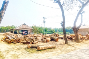 মৌলভীবাজারে করাতকলে উজাড় বনের গাছ