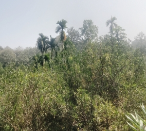 জুড়ীতে উই পুকার আক্রমণে উদ্বিগ্ন কমলা চাষিরা