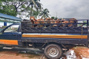 চোরাই গরু ও পিকআপ ভ্যানসহ আটক  ১